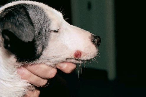 гистиоцитома кожи у собаки
