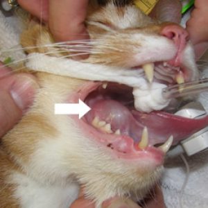 Подъязычная мукоцеле у кошки — ранула