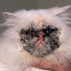 Идиопатический лицевой дерматит персидских кошек