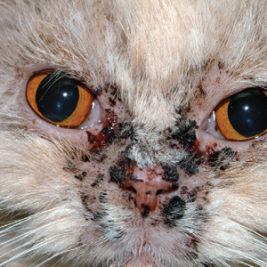 выраженый корковый и эрозивный дерматит морды и носового зеркала у молодой кошки