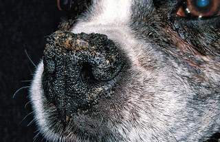Сухой нос у щенка - норма или патология