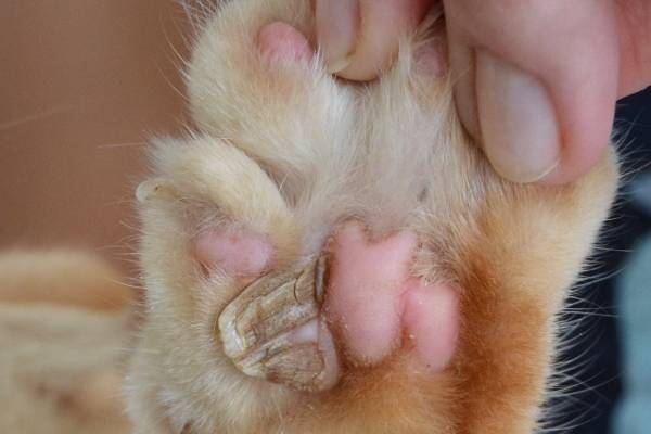 кожный рог из пальцевой подушечки кошки