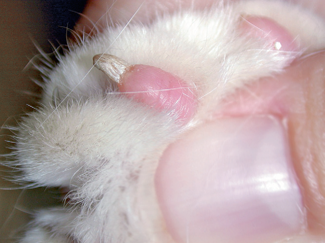 кожный рог из пальцевой подушечки взрослой кошки