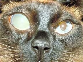 Глаукома у кошек