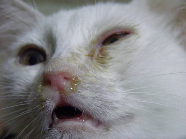 Герпесвирус кошек тип 1 - Ветеринарная клиника доктора Шустовой | Ветеринар  Балаково