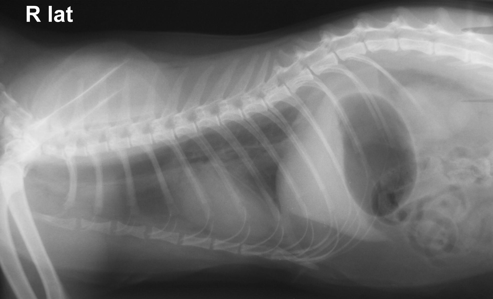 Рентгенограмма грудной клетки кошки в правой боковой проекции, малый объем плеврального выпота