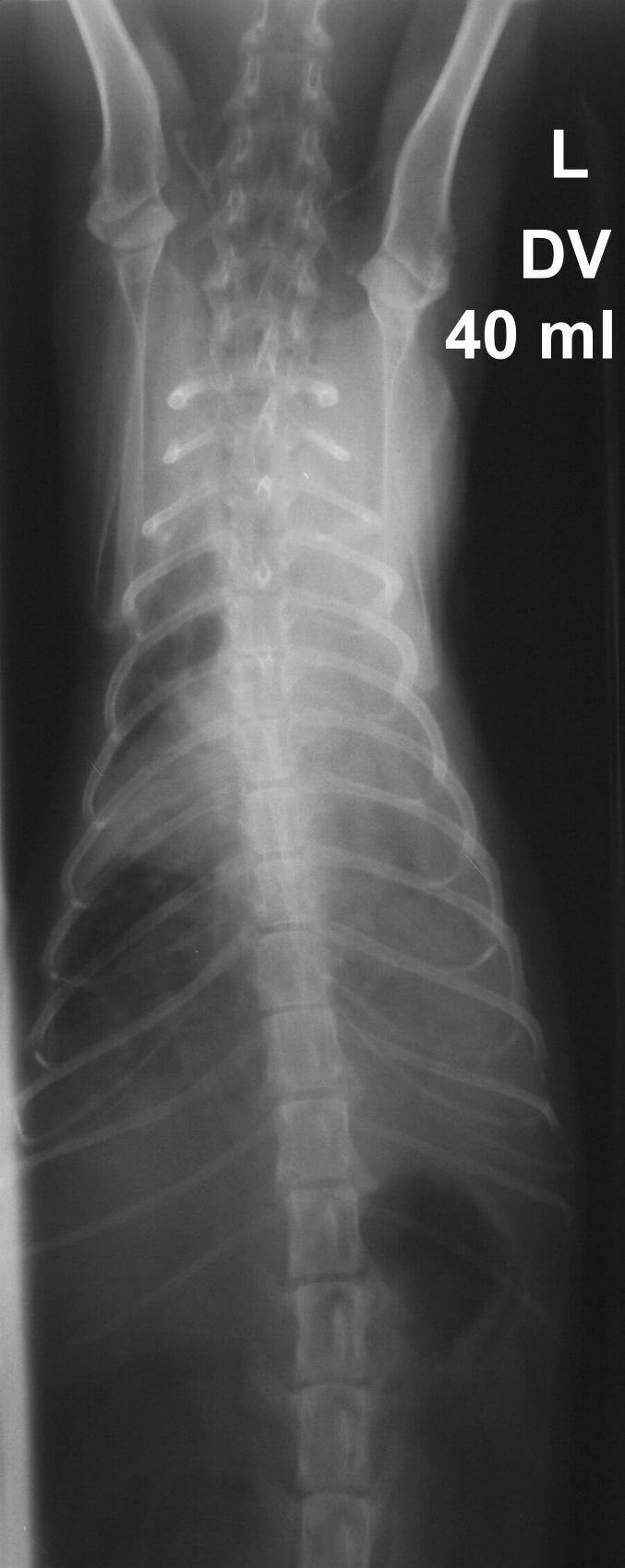 Рентгенограммы грудной клетки кошек в дорсо-вентральной проекции