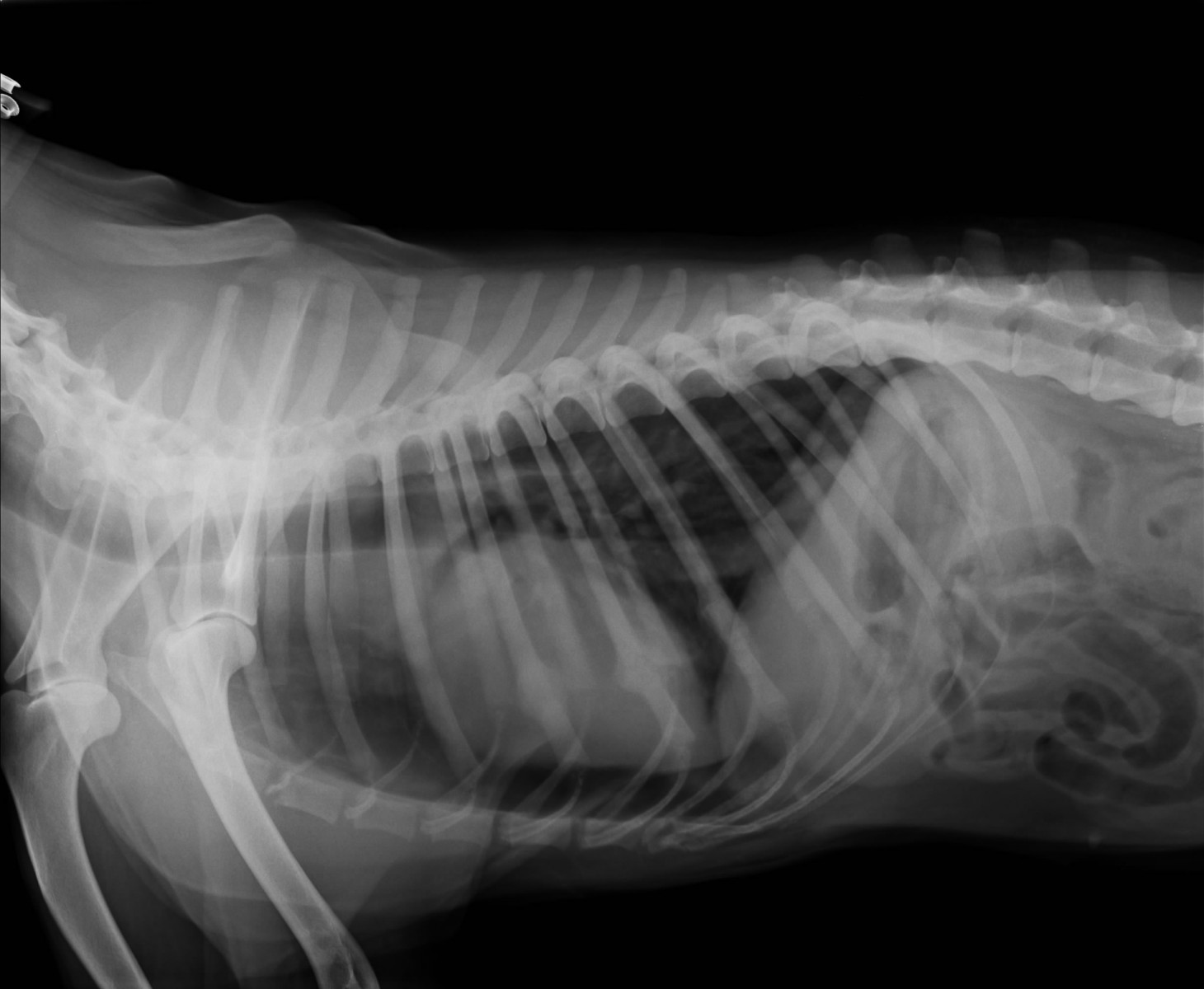 Рентгеновский снимок собаки с пневмотораксом