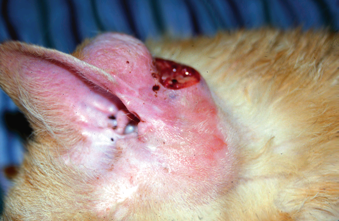 Изъязвленная опухоль на основании ушной раковины кошки.