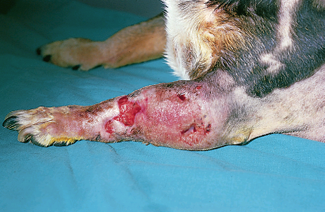 Мастоцитома собаки. конечность опухла вследствие ангиоотека, вызванного выпуском гистамина