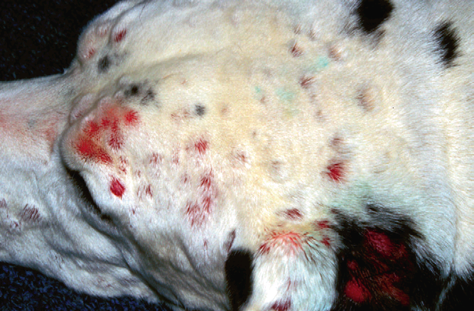  Множественные эритематозные опухоли с алопецией на голове и ушных раковинах далматина