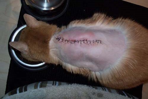  Кот после хирургического удаления саркомы