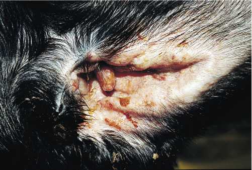 Папулярные корковые поражения на ушной раковине
