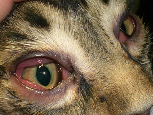 Двусторонний сухой кератоконъюнктивит у кошки