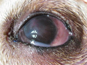 Сухой кератоконъюнктивит у собаки