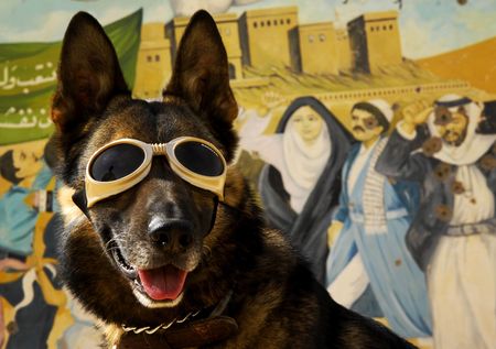 Защитные очки для собак