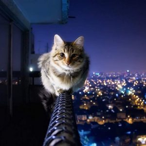 Падение кошки с высоты