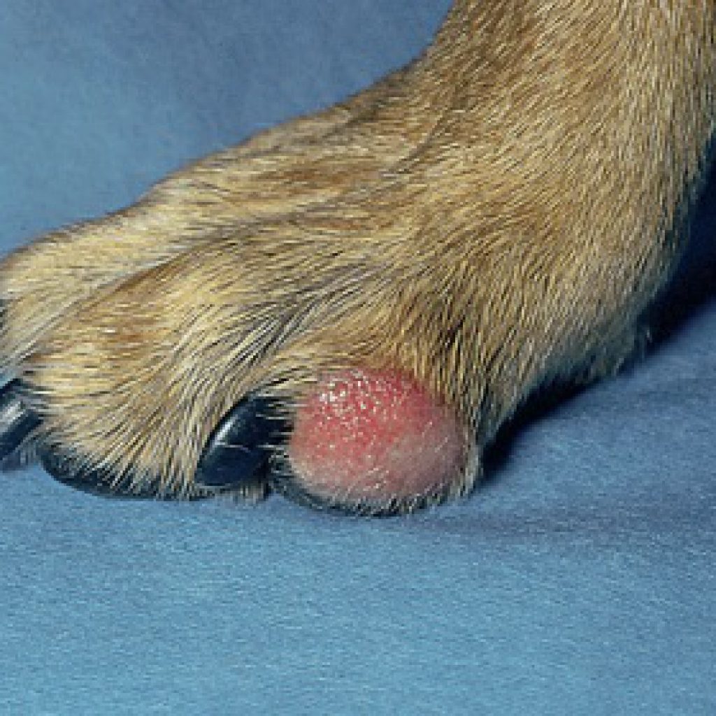 Заболевания кожи у собак с фотографиями