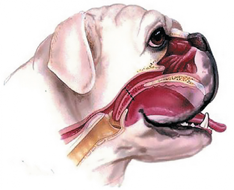 верхние дыхательные пути у животных. верхние дыхательные пути у животных. исследование верхних дыхательных путей у животных. брахицефалический синдром у французского бульдога. верхние дыхательные пути животных.