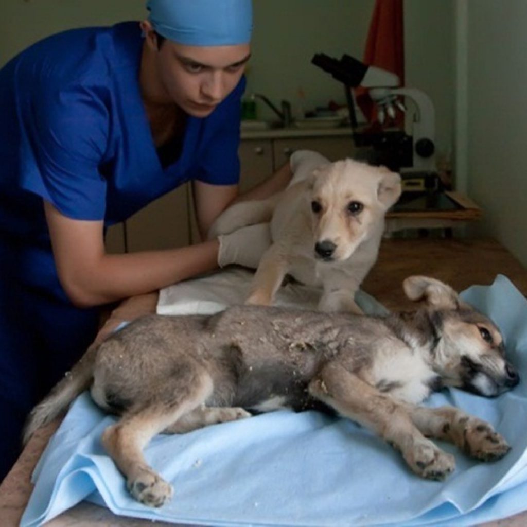 Больной приют. Парвовирусный энтерит. Парвовирусный энтерит собачьих. Парвовирусный энтерит у животных. Парвовирус энтерит у собак.