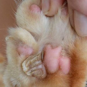 кожный рог из пальцевой подушечки кошки