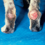 Циркулярная эозинофильная гранулема на задней лапе кошки.