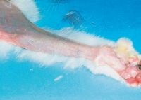 Генерализованная алопеция дистальной части лапы у кошки с панкреатической аденокарциномой.