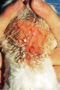 Острый влажный дерматит. Выраженное эрозивное поражение с экссудатом в области вентральной части шеи у кошки с пищевой аллергией