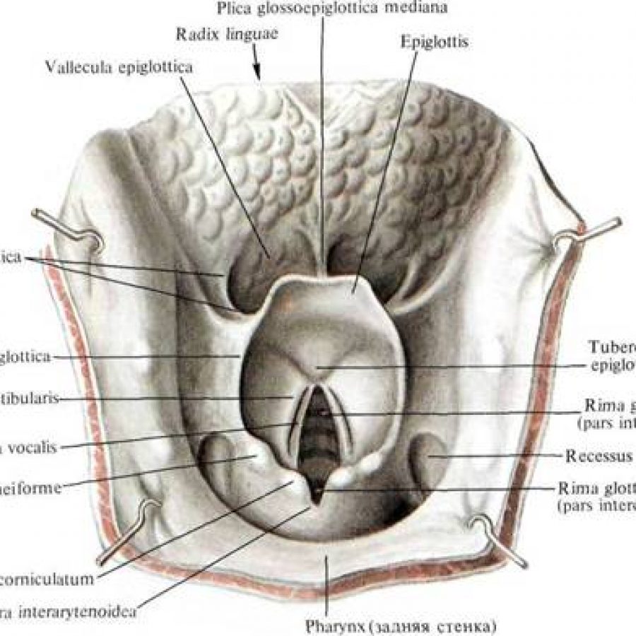 Aditus laryngis анатомия