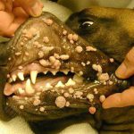Папилломы на слизистой ротовой полости у собаки