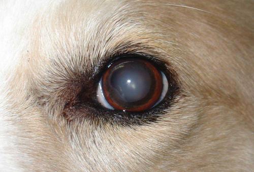 Катаракта у собак: симптомы, причины и лечение