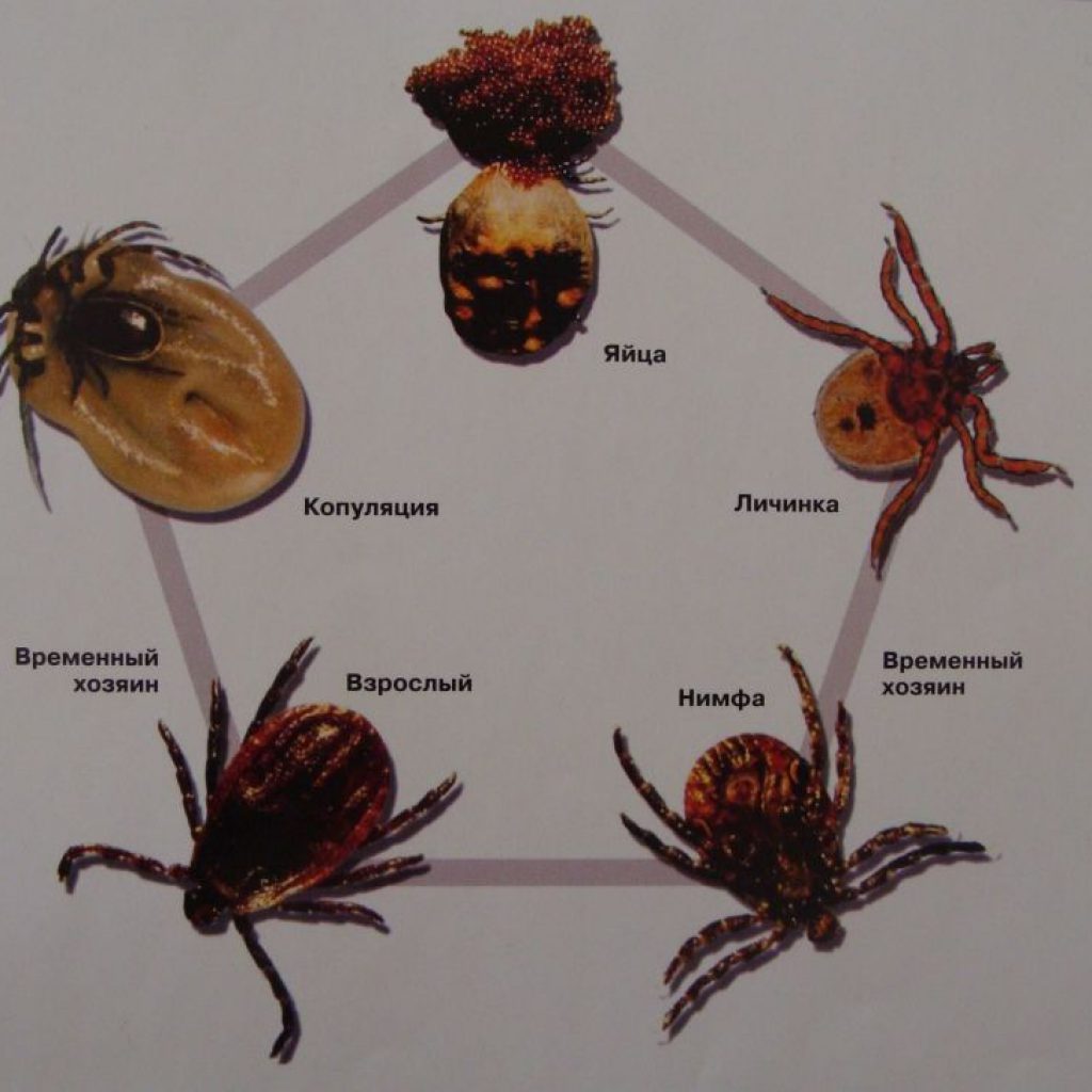 Стадии развития клеща фото