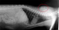 Рентгенологическое исследование кота с саркомой места инъекции