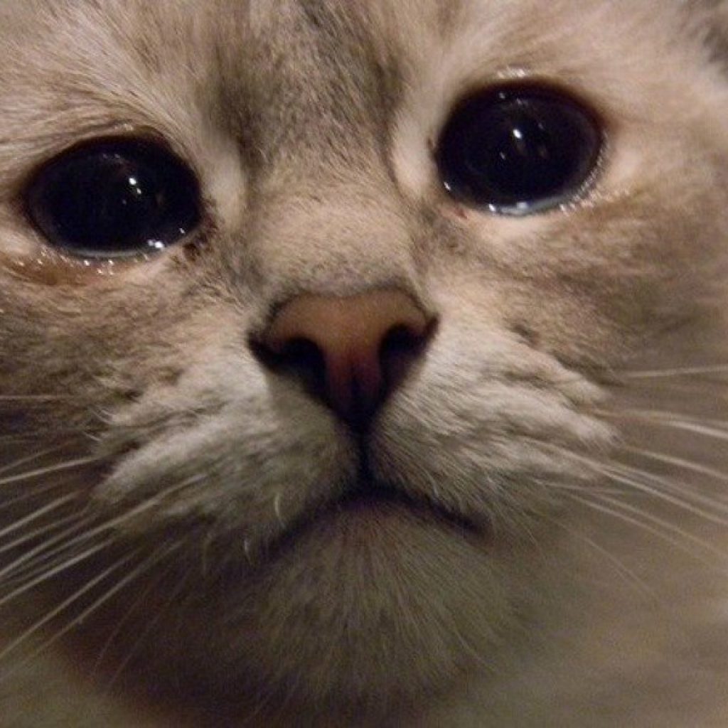 Кошка плачет