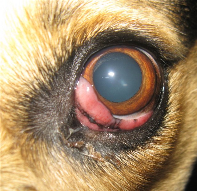 Иммунитет при заболеваниях глаз у животных thumbnail