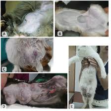 Гиперплазия молочной железы у кошки: причины, симптомы и лечение